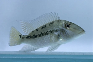 Slender geophagus (Geophagus daemon), tropical freshwater fish, side view Slender geophagus (Geophagus daemon), tropical freshwater fish, side view