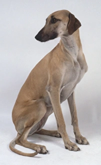 A slender light brown sloughi dog sits on its haunches and glances back to the right over its shoulder A slender light brown sloughi dog sits on its haunches and glances back to the right over its shoulder