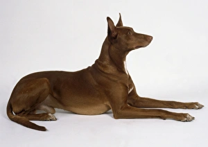 A slender Pharaoh hound with a short brown coat and pricked-up ears lies on the floor with its long forelegs extended A slender Pharaoh hound with a short brown coat and pricked-up ears lies on the floor with its long forelegs extended