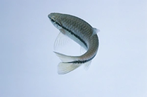 Slender Rasbora (Rasbora daniconius) Slender Rasbora (Rasbora daniconius)