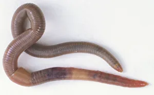 Slithering Earthworm (Annelida), close up Slithering Earthworm (Annelida), close up