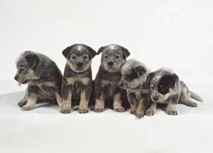 Five small furry gray and tan Australian cattle dog puppies sit side-by-side Five small furry gray and tan Australian cattle dog puppies sit side-by-side
