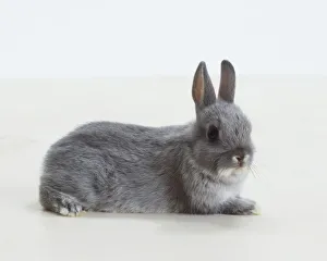 Small grey Rabbit (Leporidae) lying down, side view Small grey Rabbit (Leporidae) lying down, side view