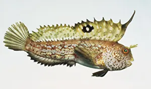 A small spikey Butterfly Blenny, Blennius ocellaris A small spikey Butterfly Blenny, Blennius ocellaris