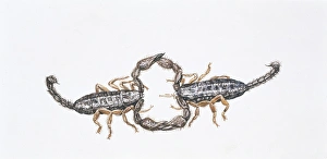Two small wood-scorpions (Euscorpius flavicaudis), illustration Two small wood-scorpions (Euscorpius flavicaudis), illustration