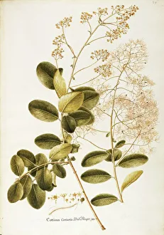Biology/botany herbaria/smoke bush smoke tree cotinus coggygria Biology/botany herbaria/smoke bush smoke tree cotinus coggygria
