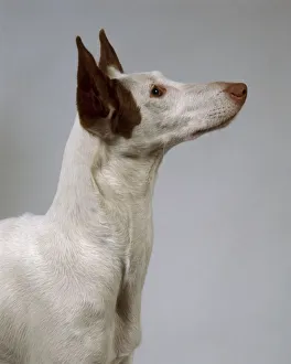 Smooth-haired Ibizan Hound, head and shoulders Smooth-haired Ibizan Hound, head and shoulders
