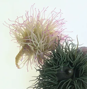 Snakelocks Anemone (Anemonia viridis) capturing a Prawn (Dendrobranchiata), side view Snakelocks Anemone (Anemonia viridis) capturing a Prawn (Dendrobranchiata), side view