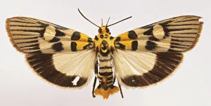 Snout moths, close up