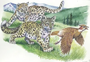 Snow leopard cubs Panthera uncia chasing partridge, illustration Snow leopard cubs Panthera uncia chasing partridge, illustration