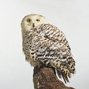 Snowy owl