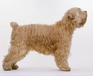 Soft Coated Wheaten Terrier, standing Soft Coated Wheaten Terrier, standing