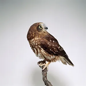 Southern Boobook (Ninox novaeseelandiae) owl perching on a branch Southern Boobook (Ninox novaeseelandiae) owl perching on a branch