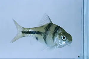 Spanner Barb (Puntius lateristriga) Spanner Barb (Puntius lateristriga)