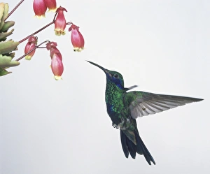 Sparkling Violeat-ear (Colibri coruscans) hovering next to pink flowers, side view Sparkling Violeat-ear (Colibri coruscans) hovering next to pink flowers, side view