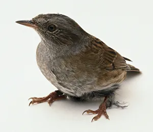 Sparrow standing in profile looking to side