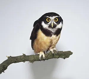 Spectacled Owl (Pulsatrix perspicillata) perching on branch, looking at camera Spectacled Owl (Pulsatrix perspicillata) perching on branch, looking at camera