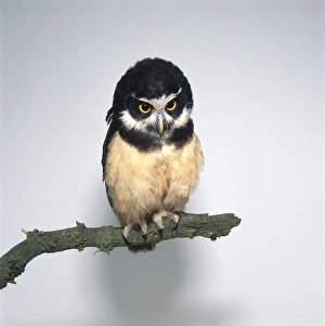 Spectacled Owl (Pulsatrix perspicillata) perching on branch Spectacled Owl (Pulsatrix perspicillata) perching on branch
