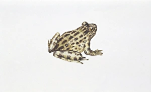 Two Spectacled Salamanders (Salamandrina terdigitata), illustration Two Spectacled Salamanders (Salamandrina terdigitata), illustration