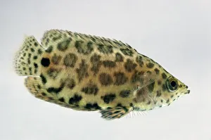 Spotted climbing perch (Ctenopoma acutirostre), tropical freshwater fish Spotted climbing perch (Ctenopoma acutirostre), tropical freshwater fish