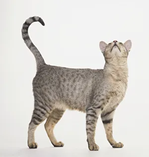 Spotted Egyptian Mau Cat (Felis sylvestris catus), standing and looking up with tail curled up, side view Spotted Egyptian Mau Cat (Felis sylvestris catus), standing and looking up with tail curled up, side view