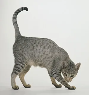 Spotted Egyptian Mau cat, side view, looking at camera Spotted Egyptian Mau cat, side view, looking at camera