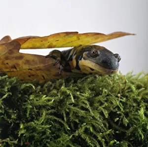Spotted salamander (Ambystoma maculatum) on moss under leaves Spotted salamander (Ambystoma maculatum) on moss under leaves