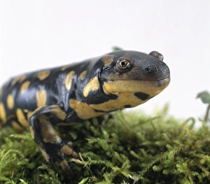 Spotted salamander (Ambystoma maculatum) on moss leaves, close-up Spotted salamander (Ambystoma maculatum) on moss leaves, close-up