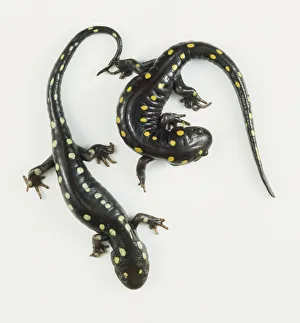 Two Spotted Salamanders (Ambystoma maculatum), one curled up, view from above Two Spotted Salamanders (Ambystoma maculatum), one curled up, view from above