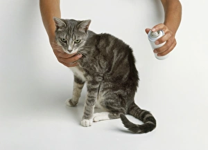 Spraying a tabby cat using a can of flea spray, close-up Spraying a tabby cat using a can of flea spray, close-up