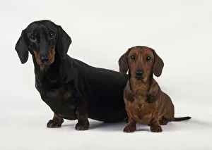 Standard shop smooth dachshund