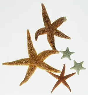 Five Starfish (Asterias rubens), close up Five Starfish (Asterias rubens), close up