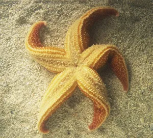 Starfish (Asteroidea) on its back Starfish (Asteroidea) on its back