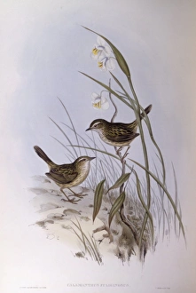 Striated calamanthus (Calamanthus fuliginosus), Engraving by John Gould Striated calamanthus (Calamanthus fuliginosus), Engraving by John Gould