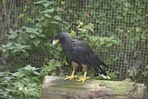 Striated Caracara (Phalcoboenus australis) perching on log Striated Caracara (Phalcoboenus australis) perching on log