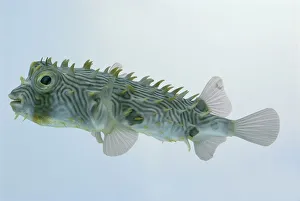 Striped burrfish (Chilomycterus schoepfi), a type of porcupinefish, side view Striped burrfish (Chilomycterus schoepfi), a type of porcupinefish, side view