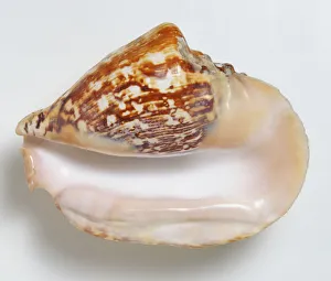 Strombus latissimus, broad Pacific Conch Shell, above view large heavy shell with flared outer lip orange cream colour Strombus latissimus, broad Pacific Conch Shell, above view large heavy shell with flared outer lip orange cream colour