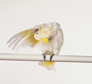 Sulphur-crested Cockatoo, cacatua galerita, white parrot perched on pole preening under its wing, front view Sulphur-crested Cockatoo, cacatua galerita, white parrot perched on pole preening under its wing, front view