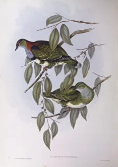 Superb fruit-dove (Ptilinopus superbus), Engraving by John Gould Superb fruit-dove (Ptilinopus superbus), Engraving by John Gould
