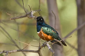 Superb starling (Lamprotornis superbus) in trees around Lake Baringo, Rift Valley, Kenya Superb starling (Lamprotornis superbus) in trees around Lake Baringo, Rift Valley, Kenya