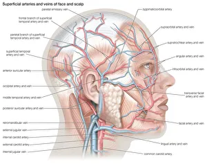 Science technology/anatomy medical/superficial arteries veins face scalp Science technology/anatomy medical/superficial arteries veins face scalp