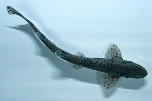 Swimming dogfish from above, third in 5 picture action sequence Swimming dogfish from above, third in 5 picture action sequence