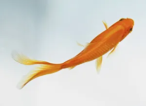Swimming Goldfish (Carassius auratus), view from above Swimming Goldfish (Carassius auratus), view from above