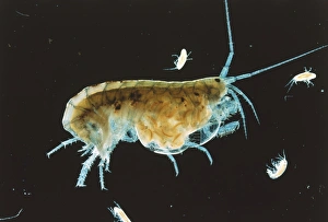 Swimming Shrimp (Caridea) surrounded by its young, side view Swimming Shrimp (Caridea) surrounded by its young, side view