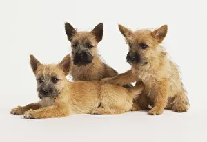 Three tan Puppies (Canis familiaris) huddled together, two sitting and one lying on its front, side view Three tan Puppies (Canis familiaris) huddled together, two sitting and one lying on its front, side view