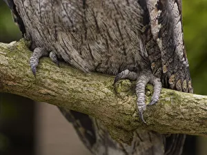 Tawny Frogmouth (Podargus strigoides), feet on branch showing talons Tawny Frogmouth (Podargus strigoides), feet on branch showing talons