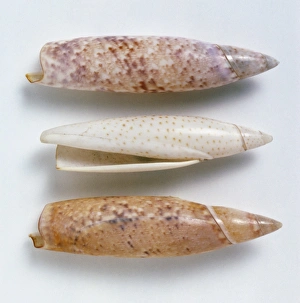 Terebellum terebellum, three Terebellum Conch Shells, above view, slender with short spire, bullet-shaped Terebellum terebellum, three Terebellum Conch Shells, above view, slender with short spire, bullet-shaped