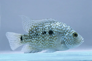 Texas cichlid (Herichthys carpintus) underwater, side view Texas cichlid (Herichthys carpintus) underwater, side view