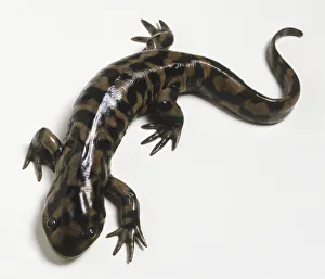 Tiger Salamander (Ambystoma tigrinum), view from above Tiger Salamander (Ambystoma tigrinum), view from above