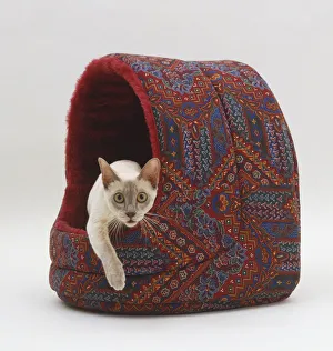 Tonkinese Cat (Felis silvestris catus) emerging from cave-like Cat bed, front view, looking at camera Tonkinese Cat (Felis silvestris catus) emerging from cave-like Cat bed, front view, looking at camera
